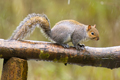 Grey Squirrel in the rain
